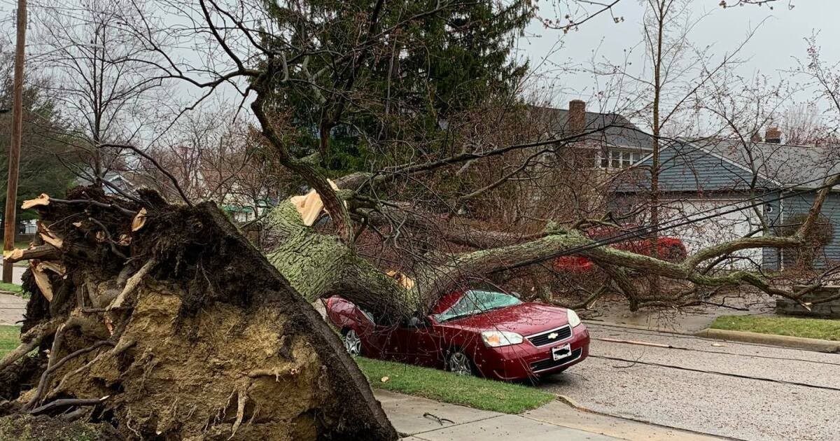 An uprooted street tree, its root plate torn from the ground, fallen across and crushing a parked car